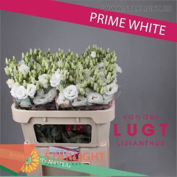 Лизиантус lugt Prime White